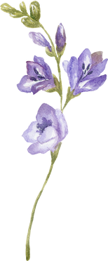 Watercolor Purple Wildflower Illustration.